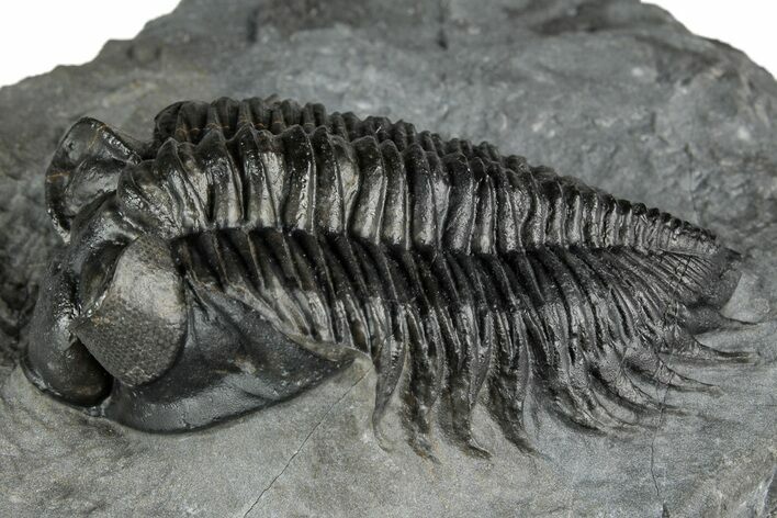 Bug-Eyed Coltraneia Trilobite Fossil - Ofaten, Morocco #352680